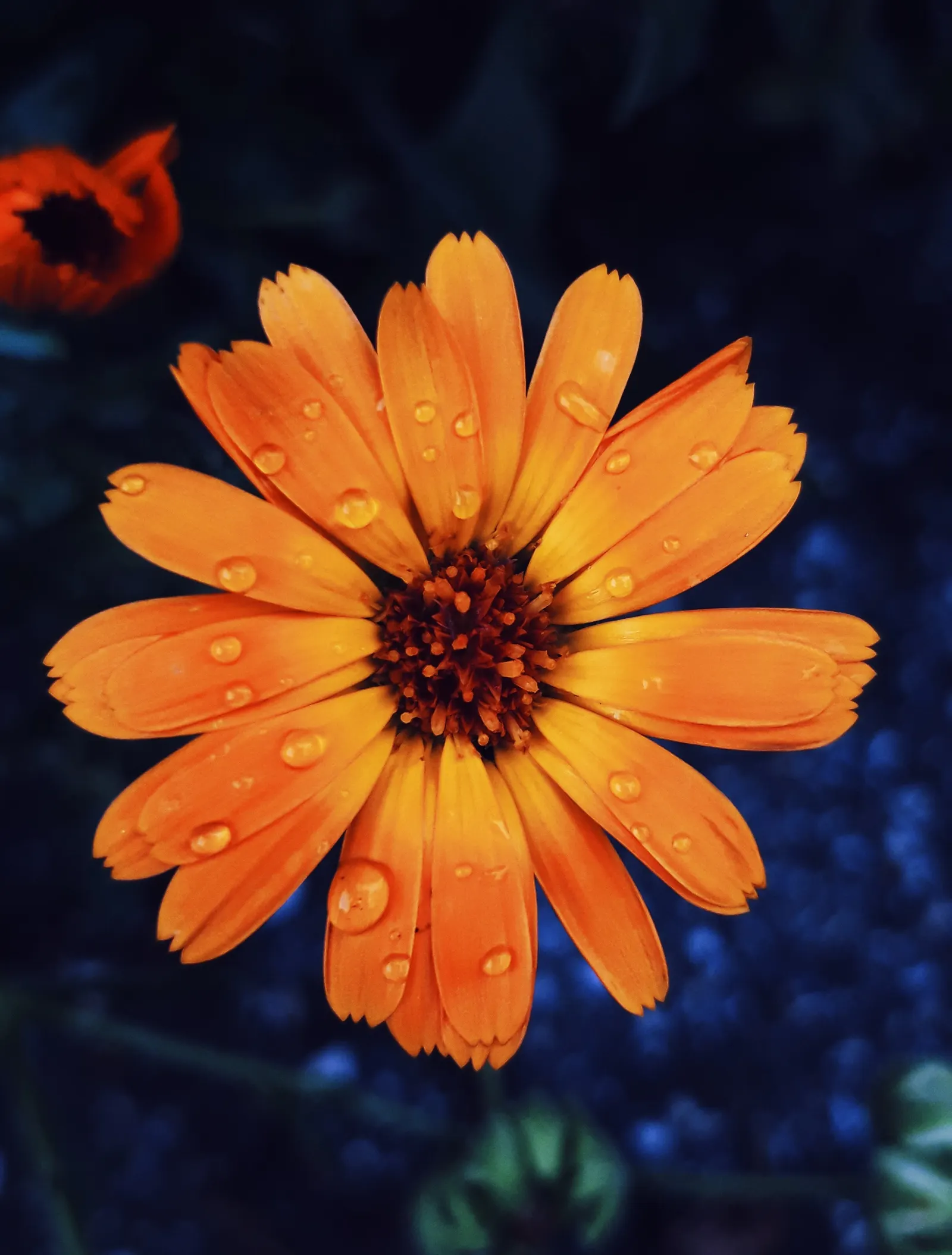 Calendula (Calendula Officinalis) — enhancing the biodiversity of the garden.<br><br>In terms of maintenance