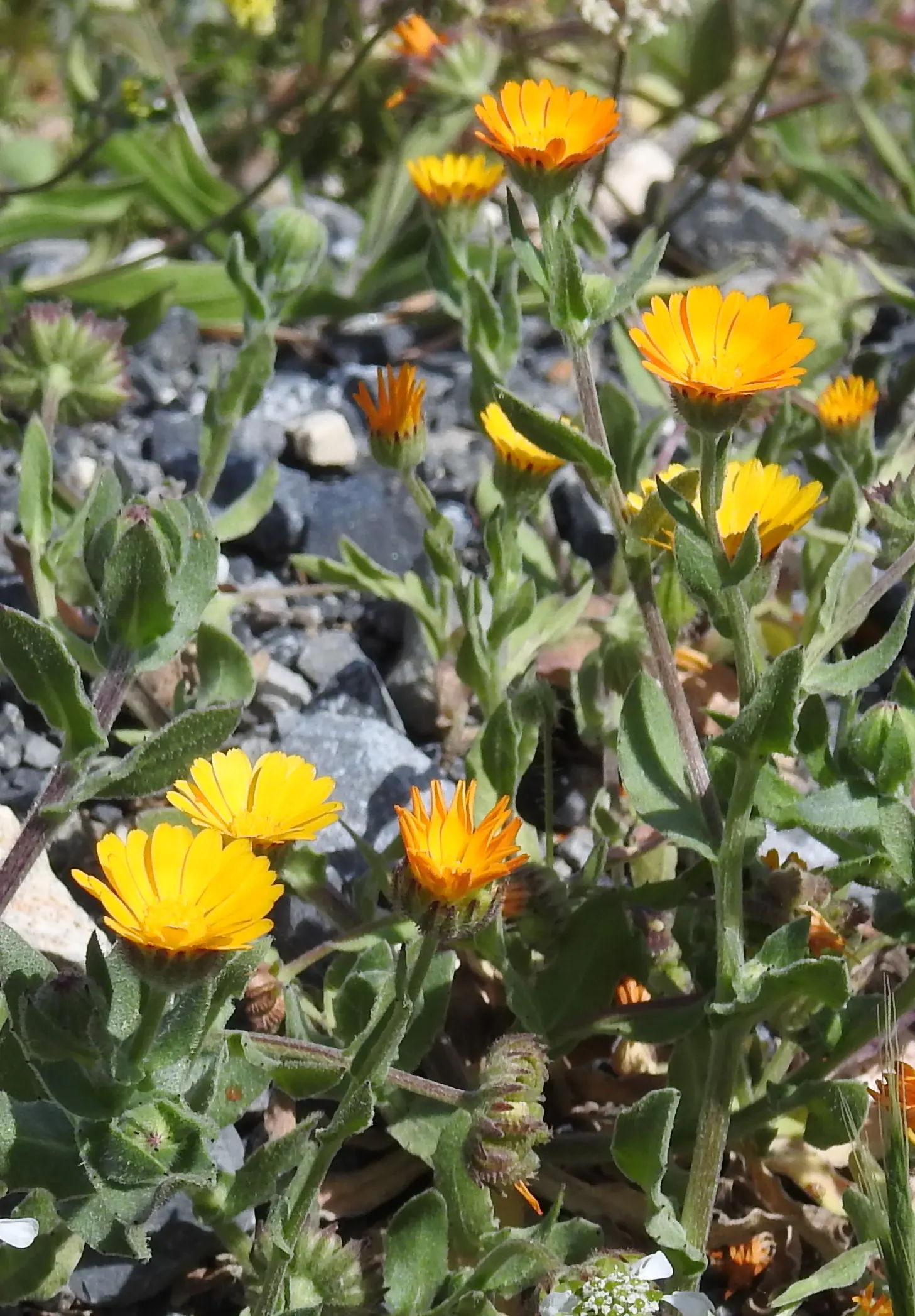 Calendula (Calendula Officinalis) — their vibrant flowers are edible and have been traditionally used for culinary and medicinal purposes, image 78