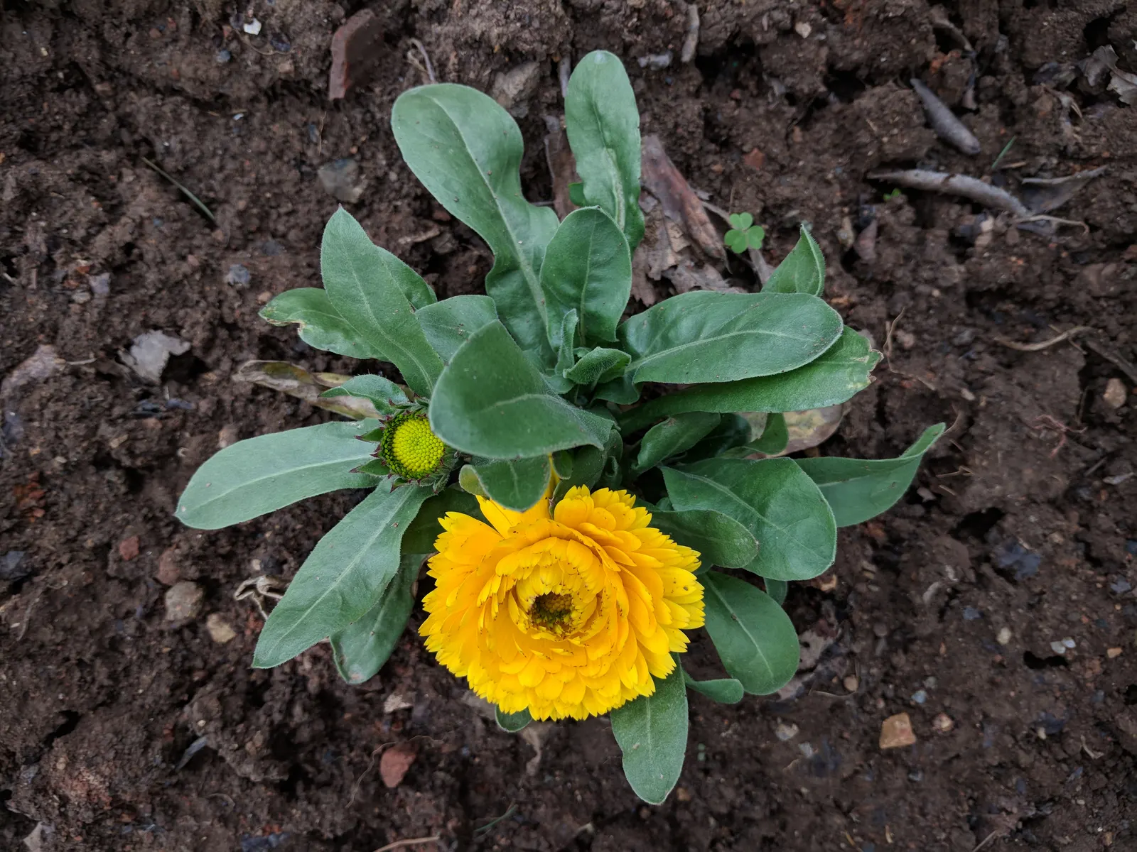 Calendula (Calendula Officinalis) — gold and multi-colored and orange flowers in the garden; calendulas flourish in full sun to partial shade and are adaptable