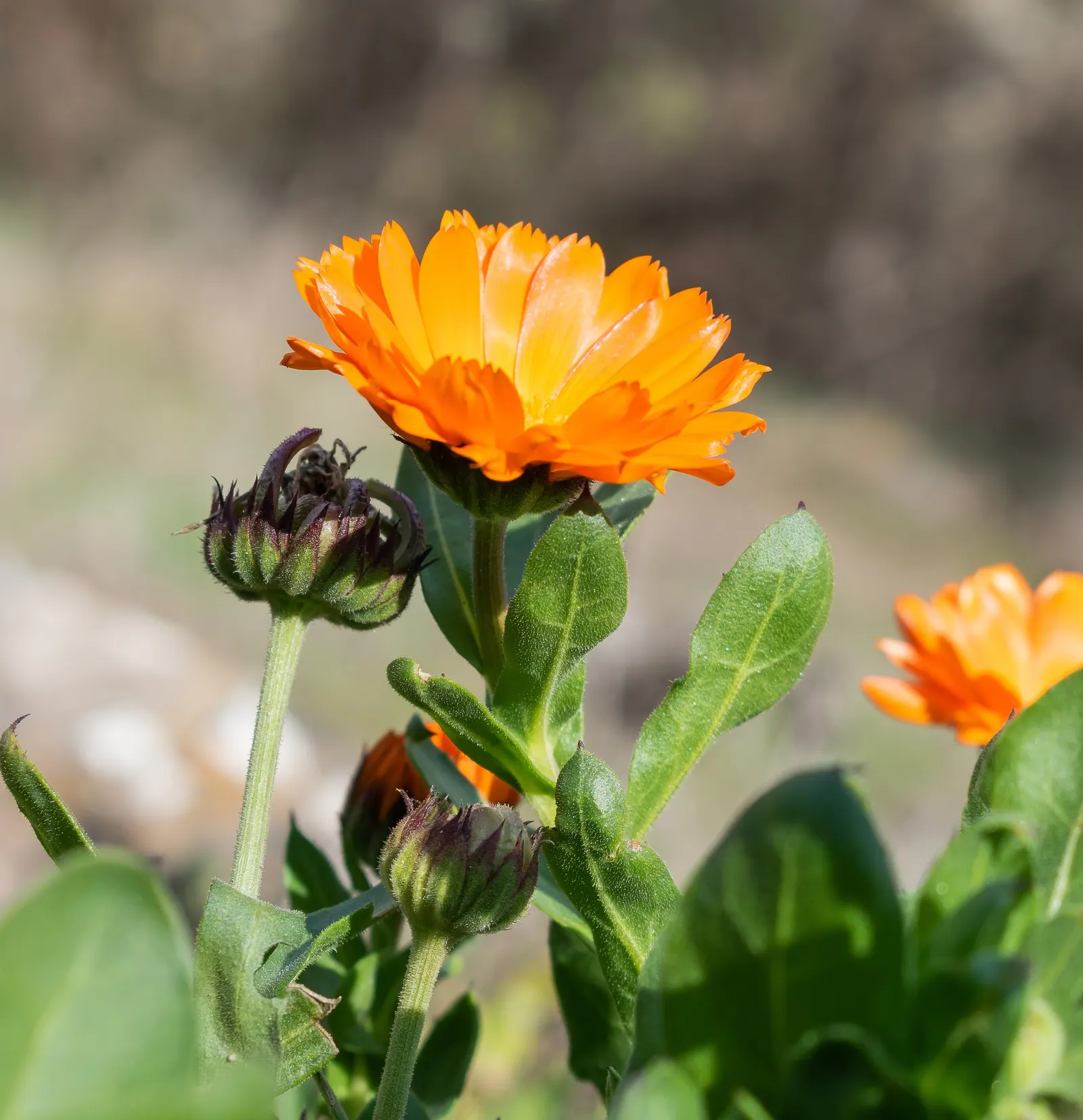 Calendula (Calendula Officinalis) — and as gap fillers in mixed beds