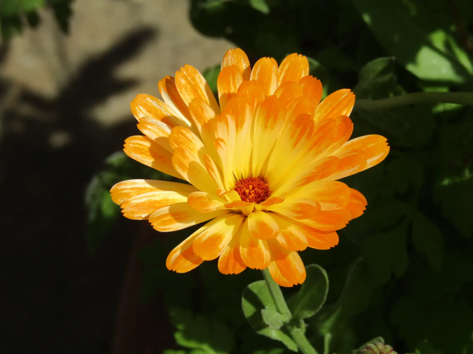 Calendula (Calendula Officinalis) — Although they are drought-resistant once established; ideal for borders and cottage gardens, image 83