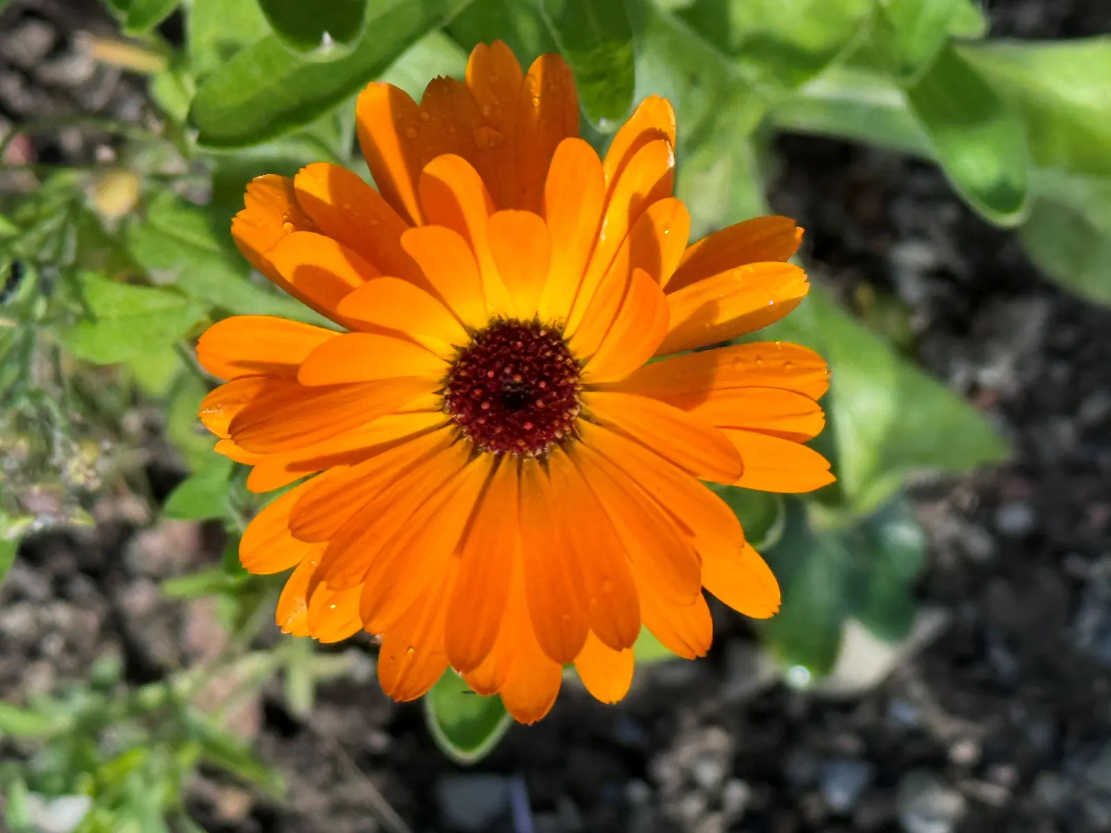 Calendula (Calendula Officinalis) — daisy-like flowers in warm hues of yellow and orange; their vibrant flowers are edible and have been, image 63