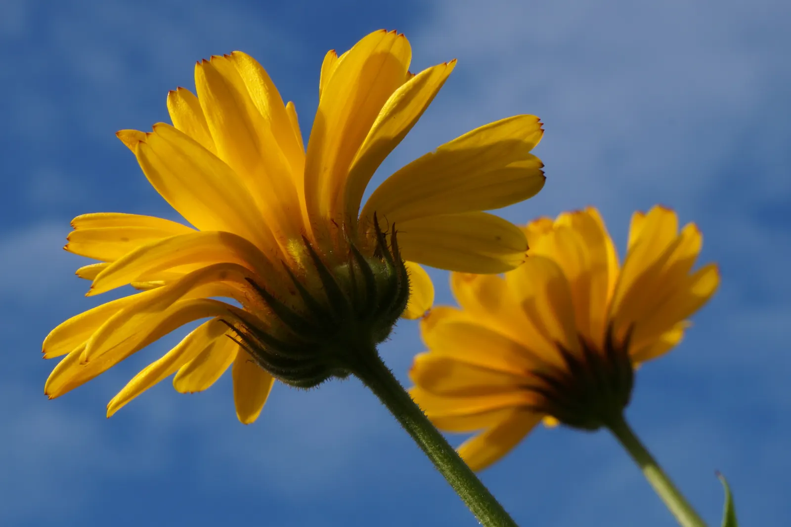 Calendula (Calendula Officinalis) — such as bees and butterflies