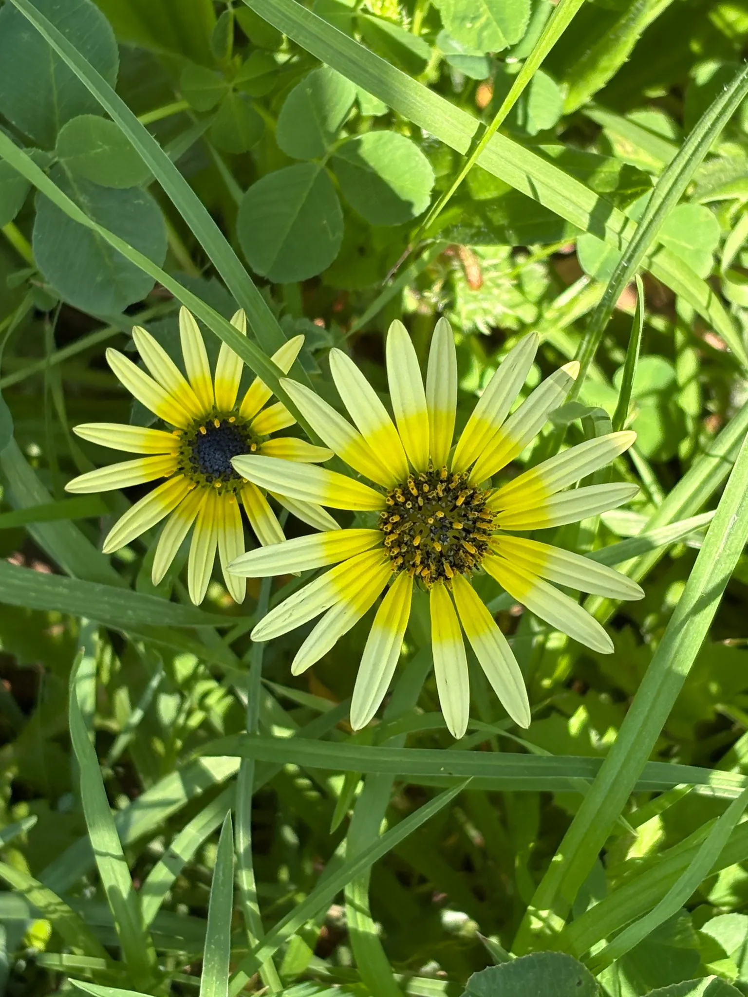 Calendula (Calendula Officinalis) — commonly known as pot marigold