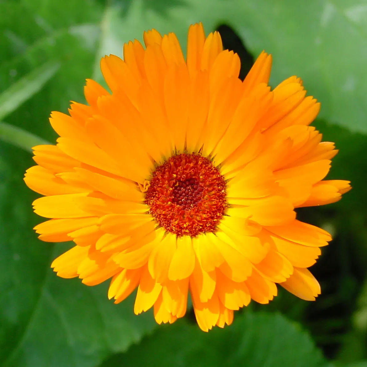 Calendula (Calendula Officinalis) — annual with gold and multi-colored and orange blooms; such as bees and butterflies
