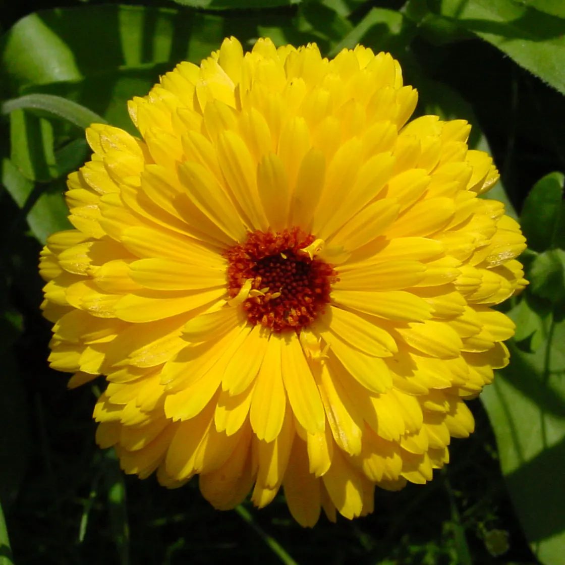 Calendula (Calendula Officinalis) — Calendulas attract beneficial insects; is an herbaceous perennial that is often grown as an annual in colder climates