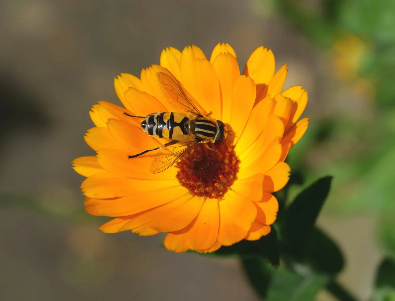 Calendula (Calendula Officinalis) — For the landscape designer