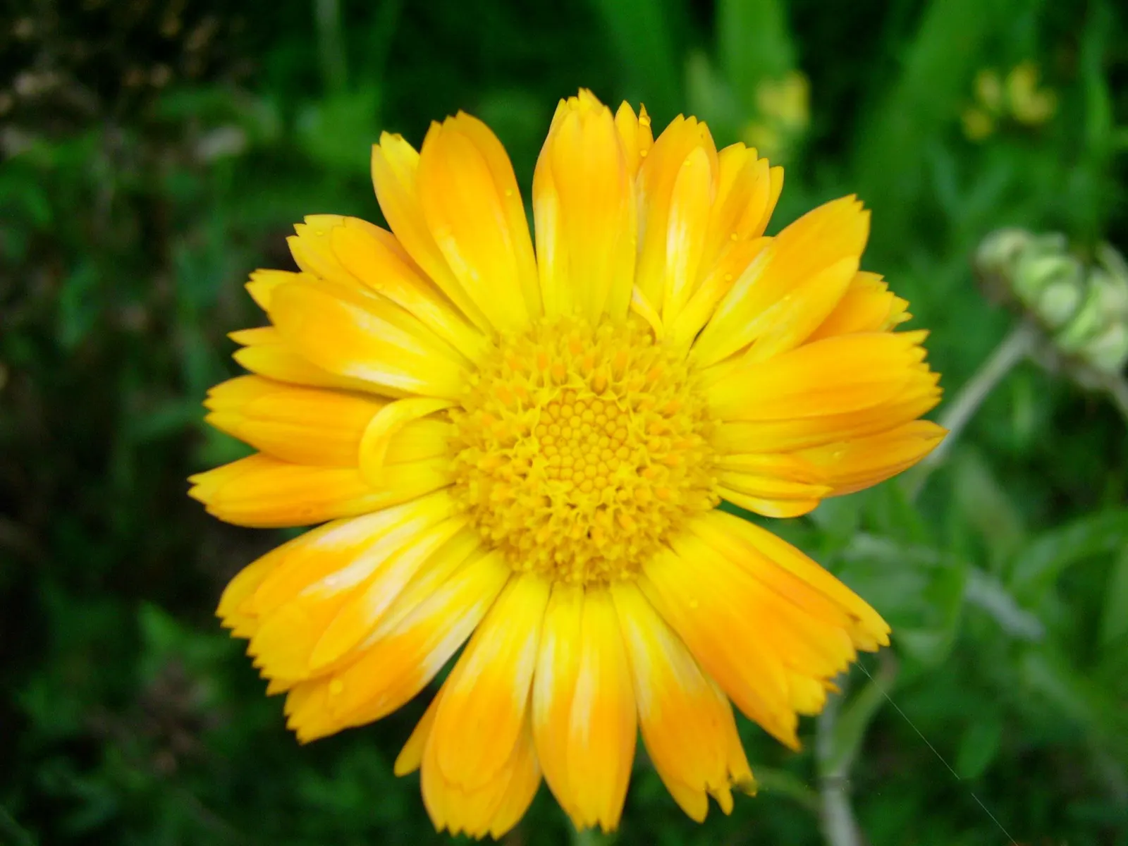 Calendula (Calendula Officinalis) — is an herbaceous perennial that is often grown as an annual in colder climates