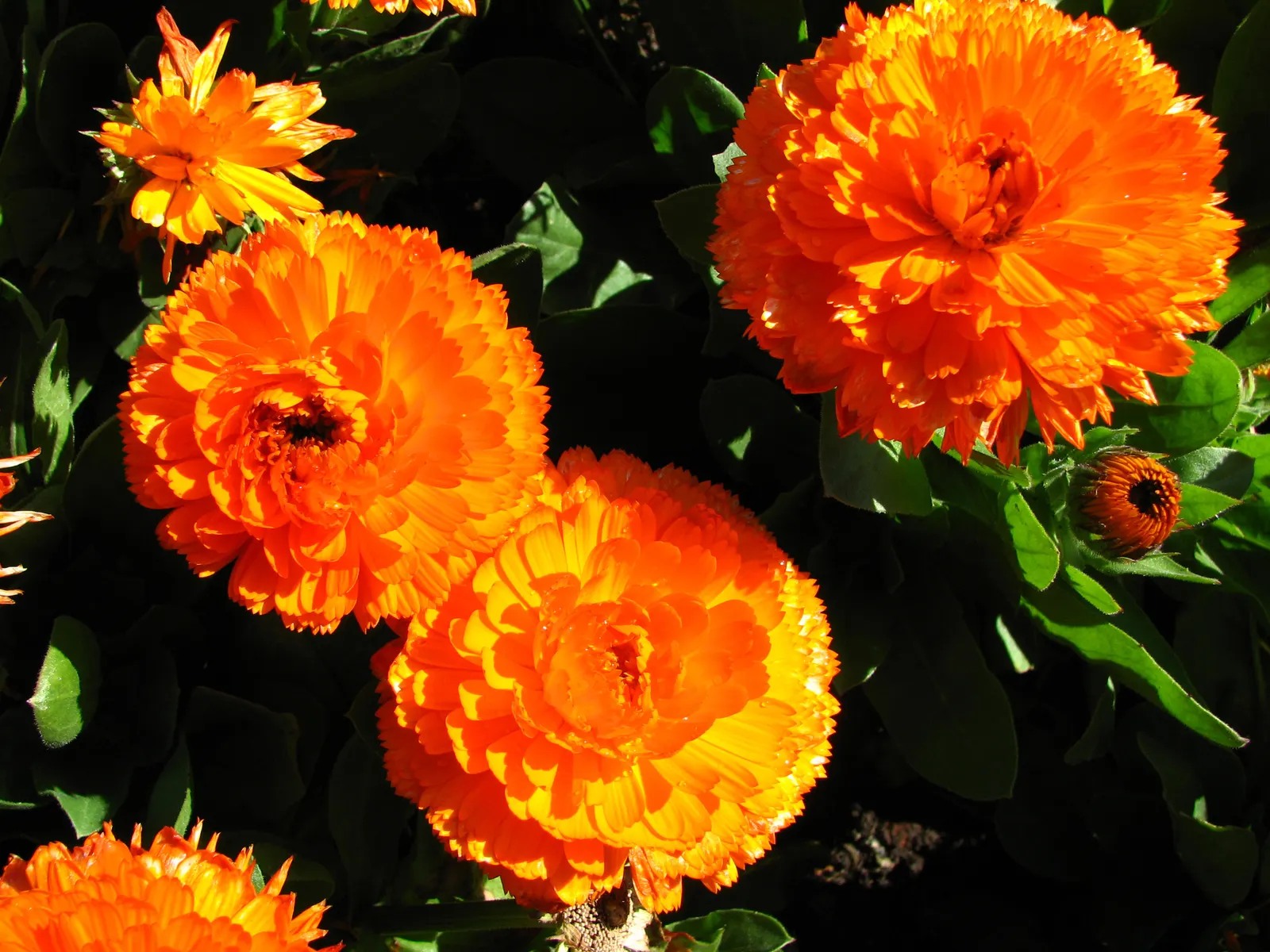 Calendula (Calendula Officinalis) — enhancing the biodiversity of the garden.<br><br>In terms of maintenance; consistent moisture will result in, image 81