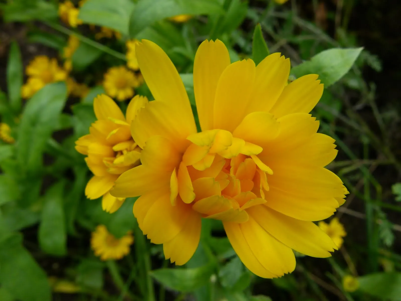 Calendula (Calendula Officinalis) — daisy-like flowers in warm hues of yellow and orange; their vibrant flowers are edible and have been, image 93