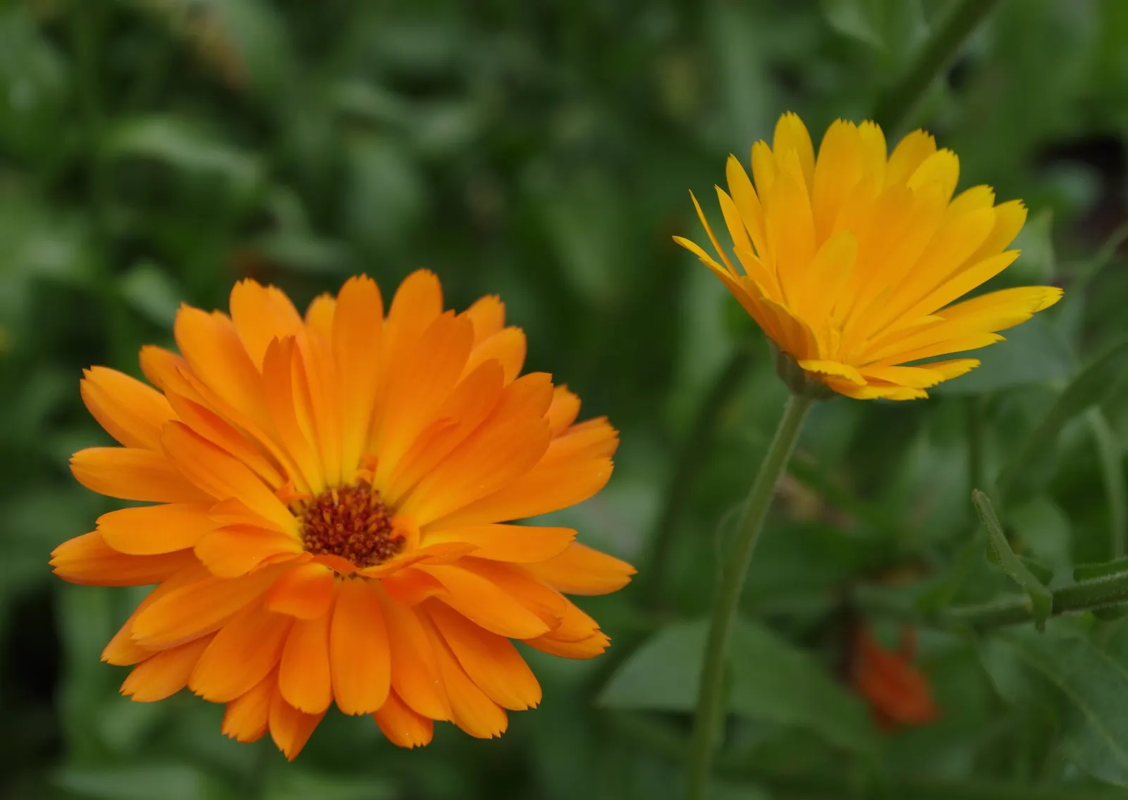 Calendula (Calendula Officinalis) — Although they are drought-resistant once established; ideal for borders and cottage gardens
