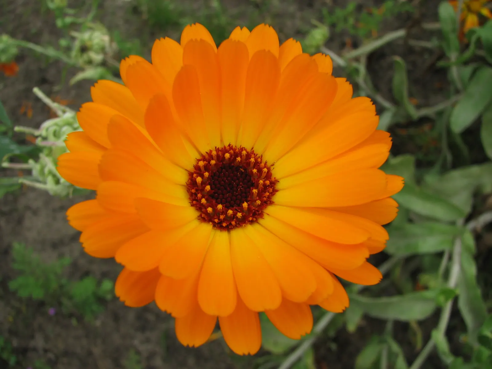 Calendula (Calendula Officinalis) — This vigorous plant is renowned for its cheerful yellow to deep orange composite flowers; though they prefer, image 71