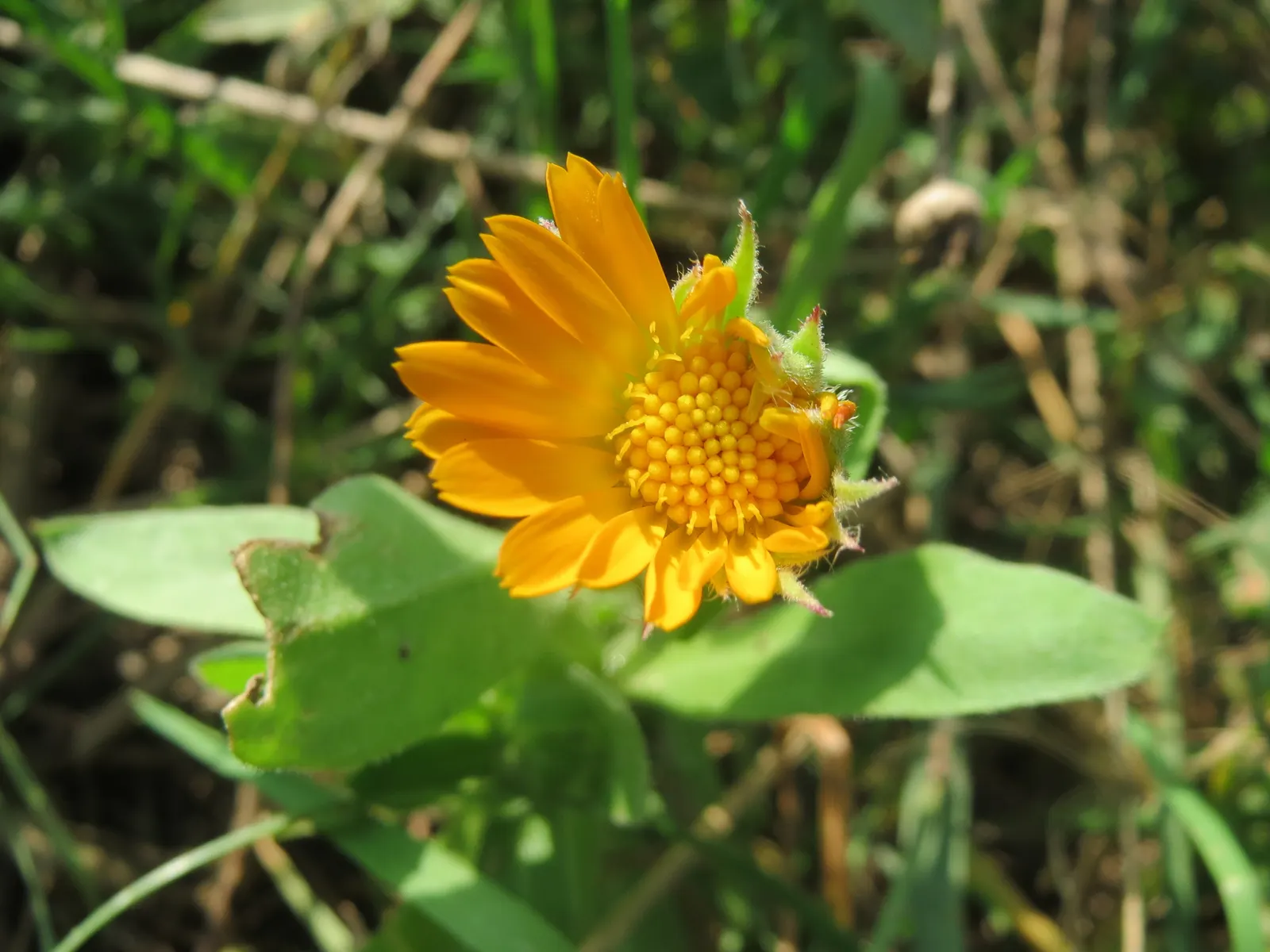 Calendula (Calendula Officinalis) — gold and multi-colored and orange flowers in the garden