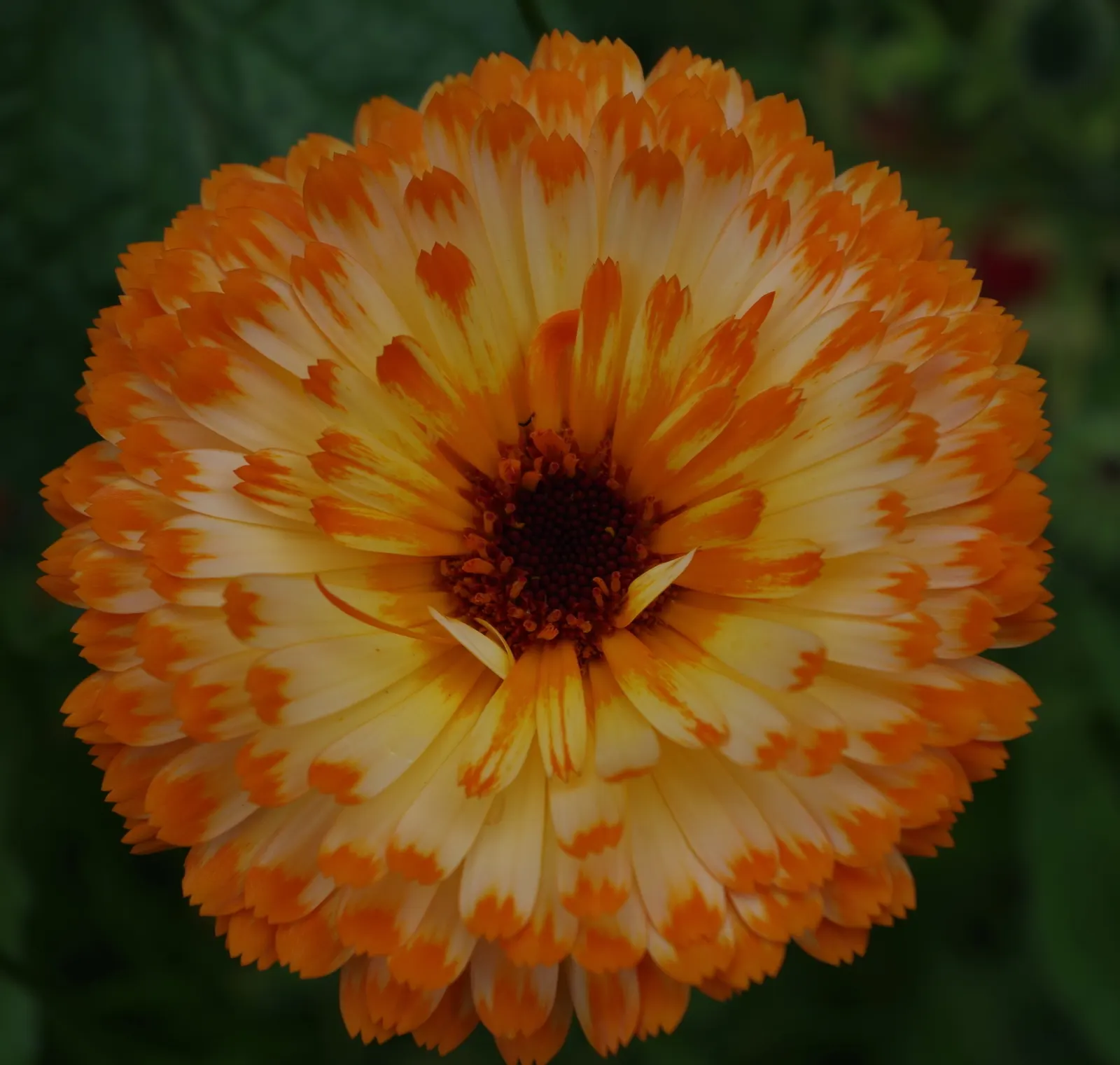 Calendula (Calendula Officinalis) — is an herbaceous perennial that thrives in USDA zones 3-9