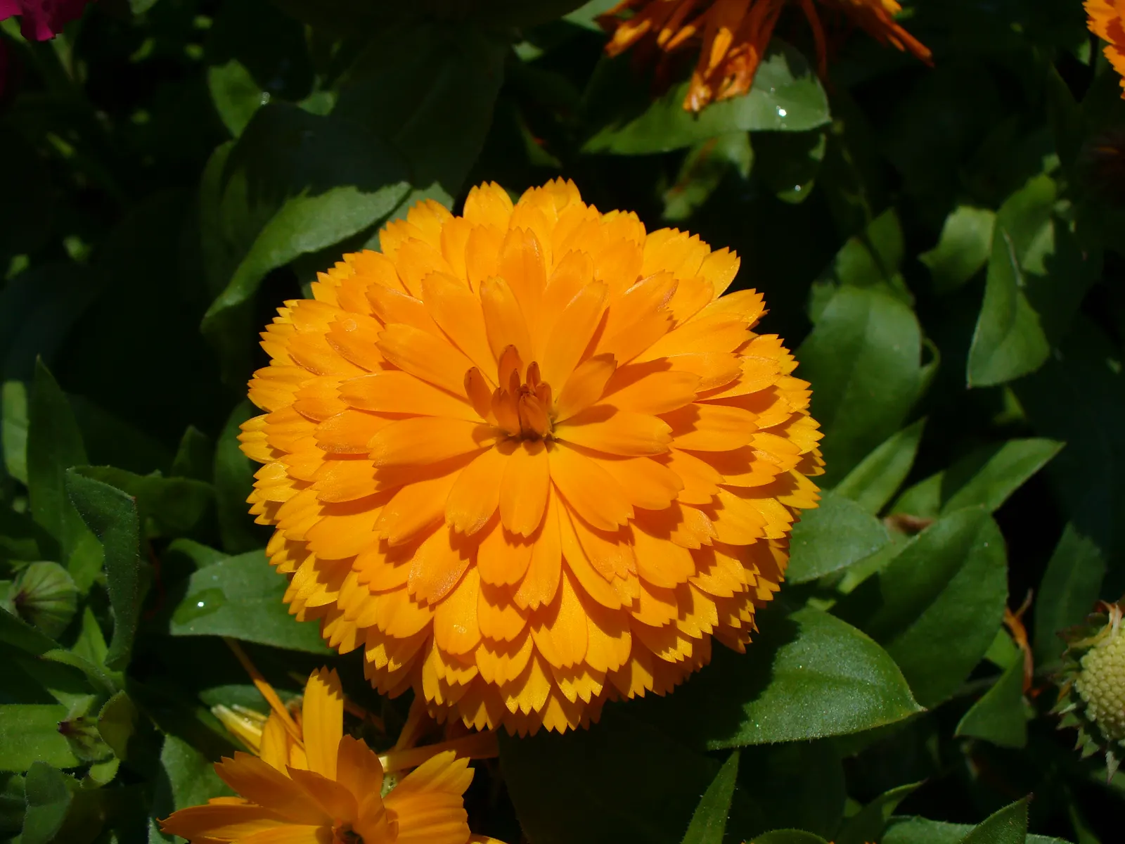 Calendula (Calendula Officinalis) — and as gap fillers in mixed beds; incorporating Calendula officinalis into a garden provides a low-maintenance, image 77