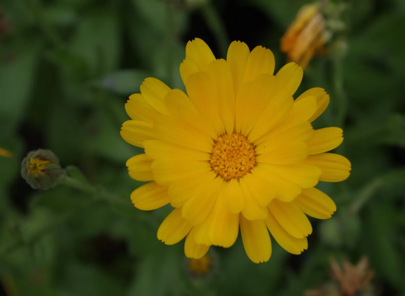 Calendula (Calendula Officinalis) — is an herbaceous perennial that thrives in USDA zones 3-9; this vigorous plant is renowned for its cheerful yellow to deep