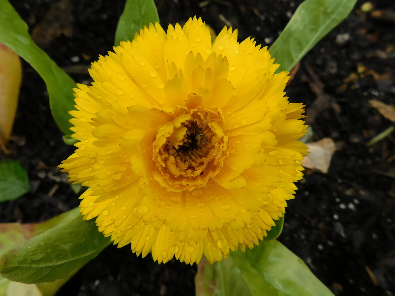 Calendula (Calendula Officinalis) — Calendulas offer extended blooms from early summer until frost