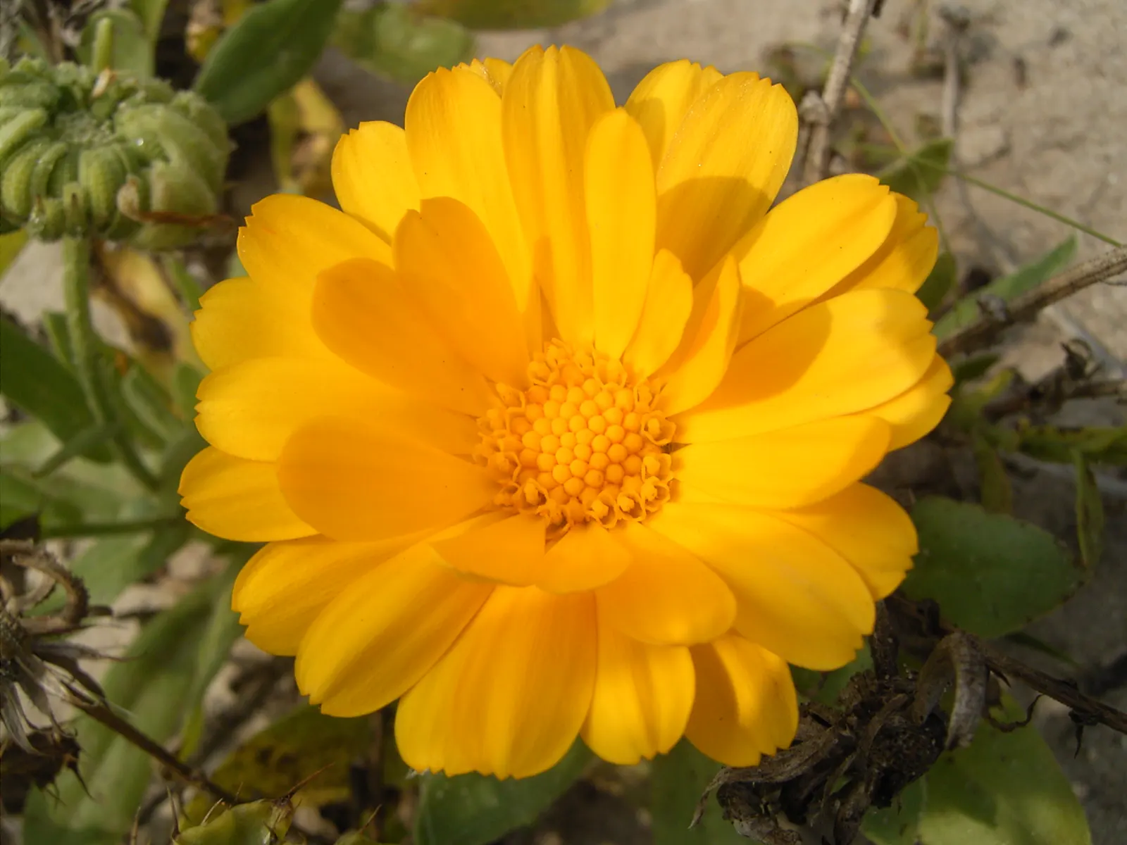 Calendula (Calendula Officinalis) — For the landscape designer; deadheading is recommended to encourage additional blooms, image 85