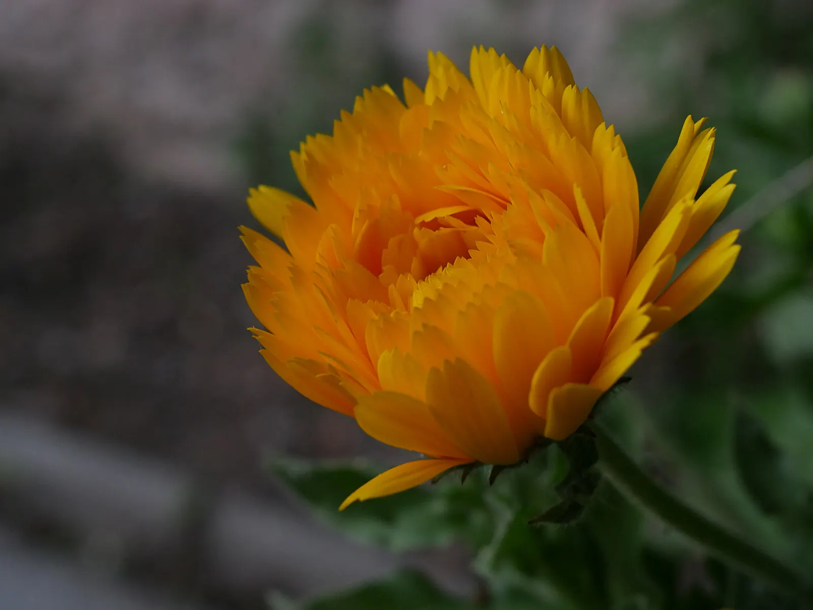 Calendula (Calendula Officinalis) — commonly known as pot marigold; it typically grows 1-2 feet tall and wide, image 61