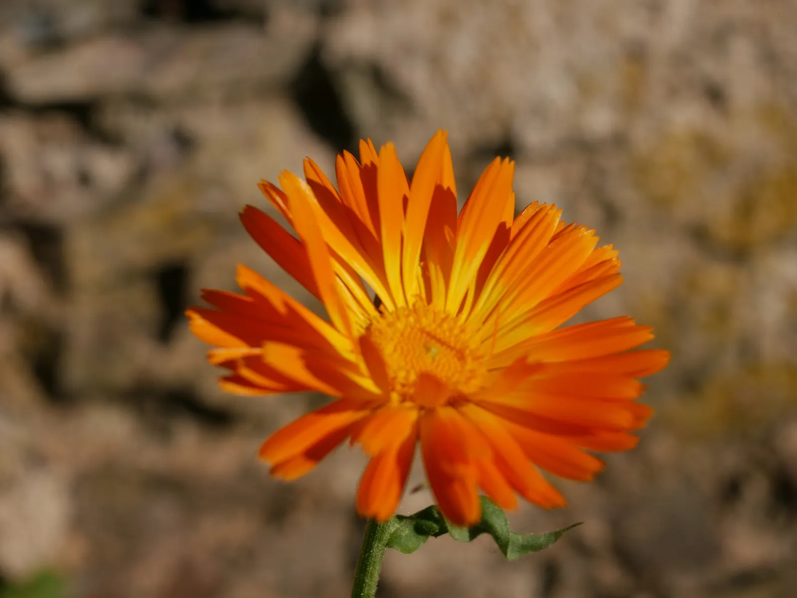 Calendula (Calendula Officinalis) — though they prefer moderately fertile; this plant prefers full sun to partial shade and well-drained soil