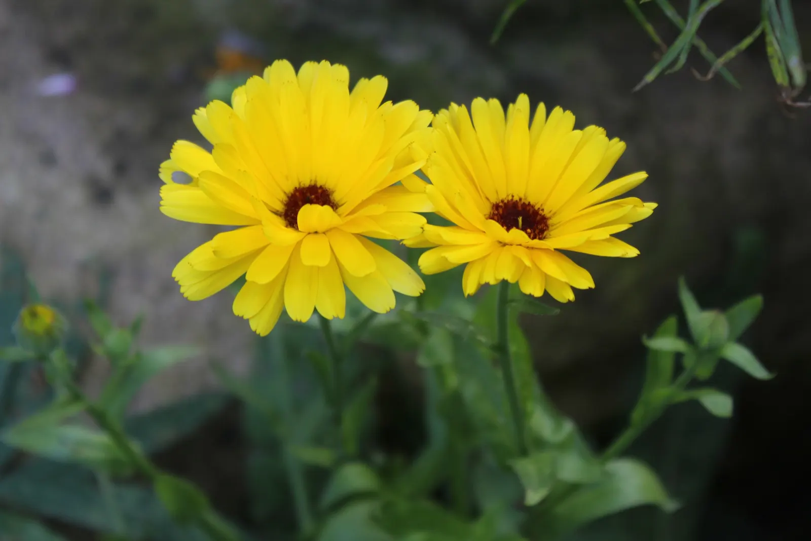 Calendula (Calendula Officinalis) — enhancing the biodiversity of the garden.<br><br>In terms of maintenance; consistent moisture will result in optimal growth
