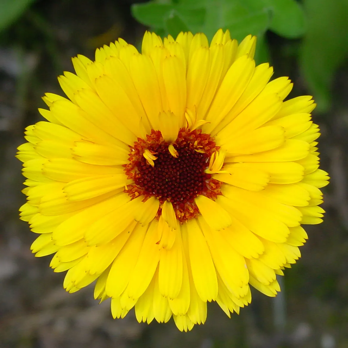 Calendula (Calendula Officinalis) — This plant prefers full sun to partial shade and well-drained soil