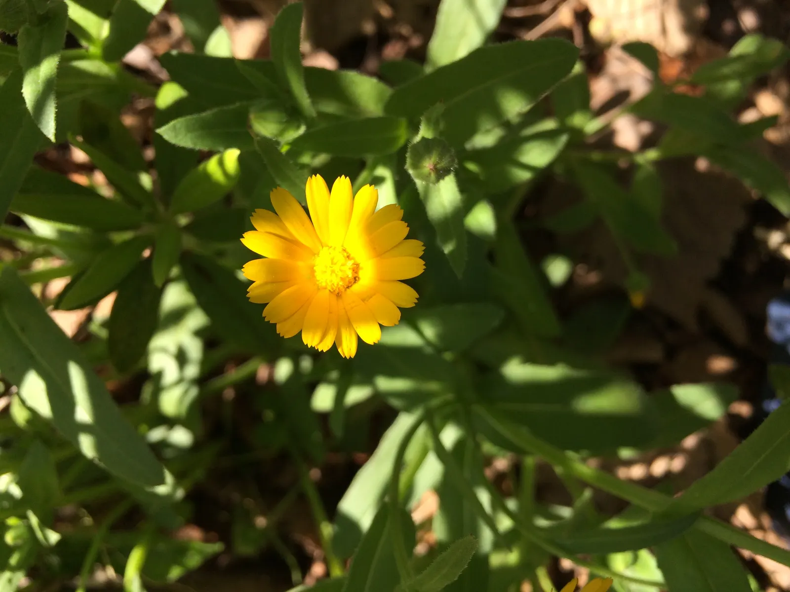 Calendula (Calendula Officinalis) — annual for full; high-yield burst of color that appeals to both the aesthetic and practical sensibilities of, image 90