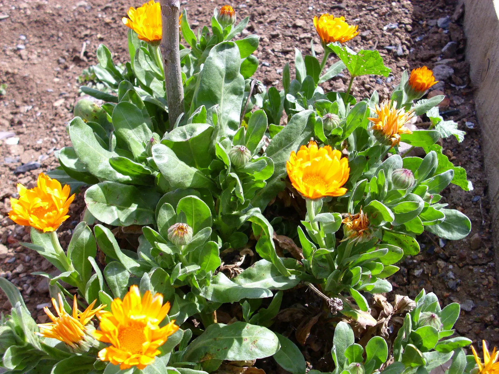 Calendula (Calendula Officinalis) — is an herbaceous perennial that thrives in USDA zones 3-9; this vigorous plant is renowned for its cheerful, image 92