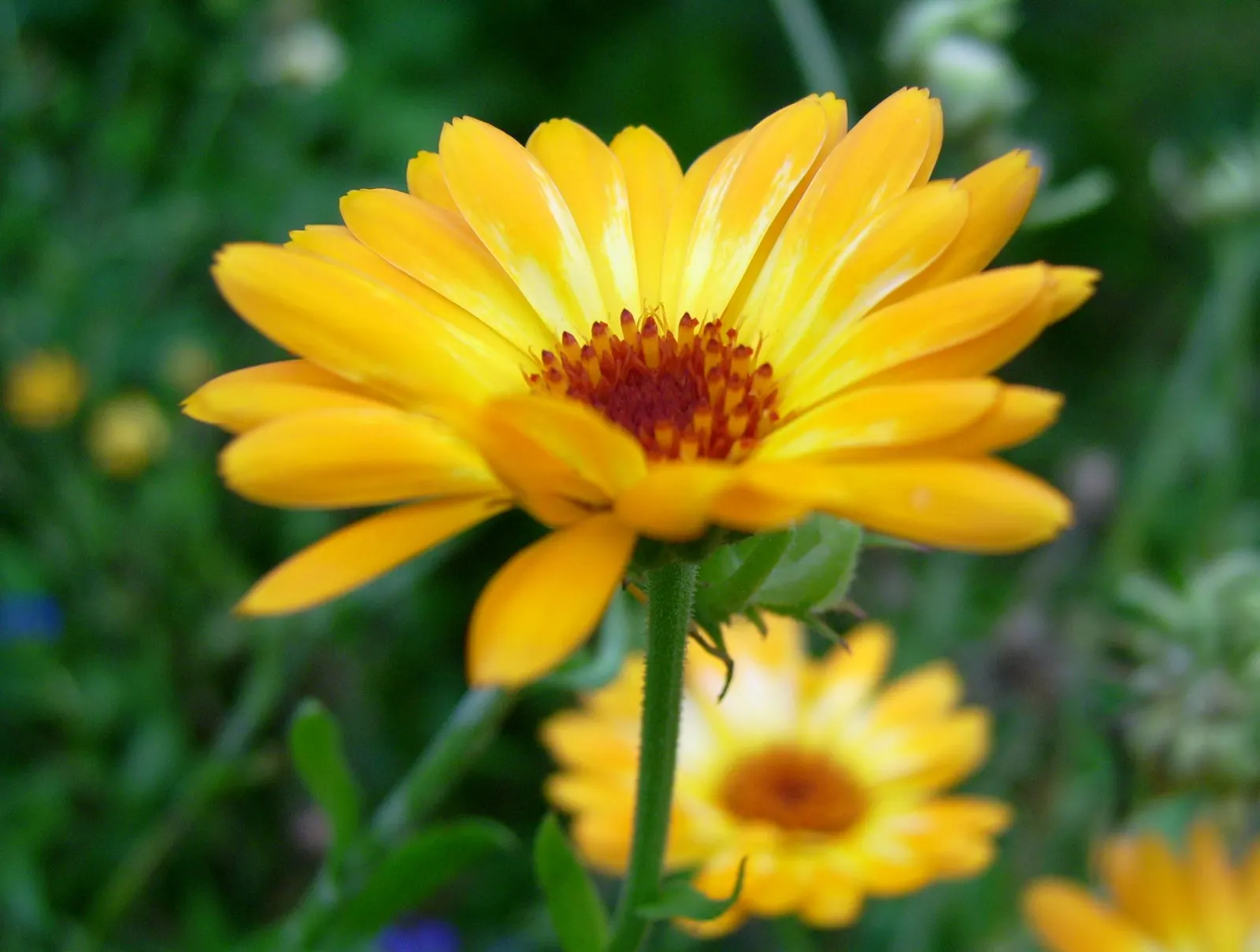 Calendula (Calendula Officinalis) — is an herbaceous perennial that is often grown as an annual in colder climates; attracting beneficial, image 100