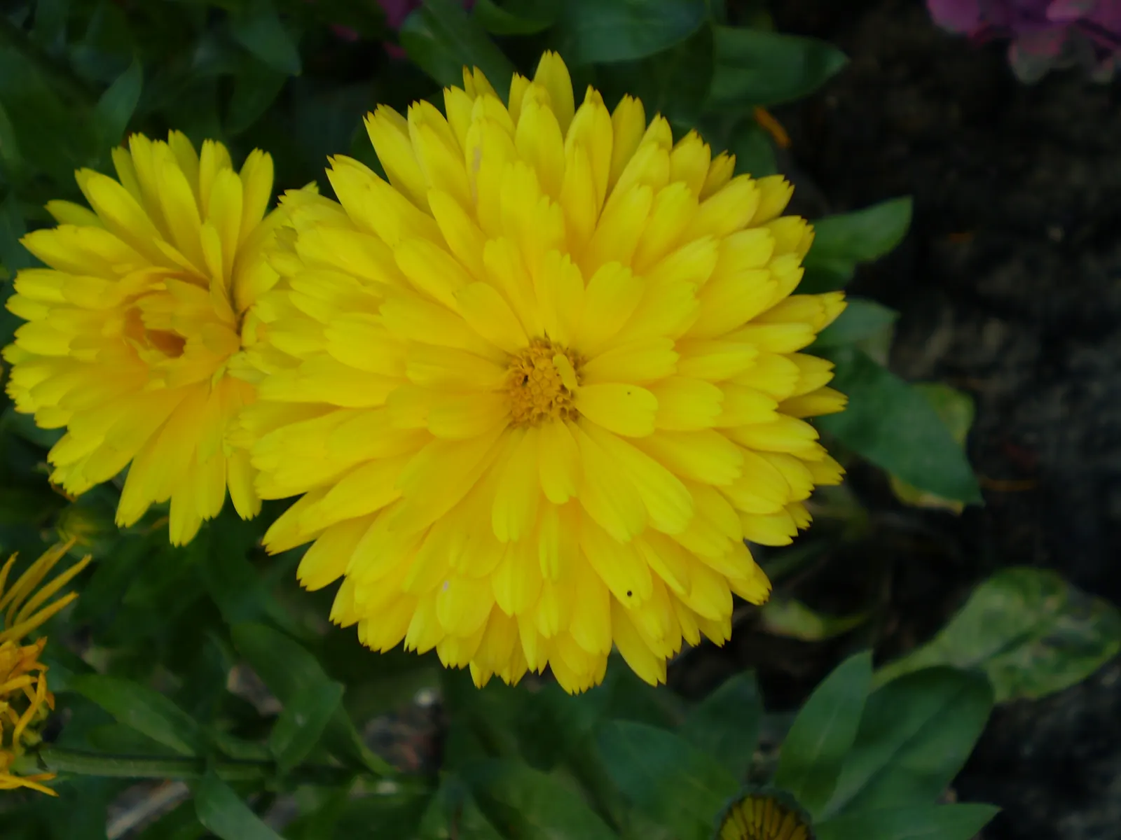Calendula (Calendula Officinalis) — commonly known as pot marigold or Calendula officinalis; annual for full, image 99