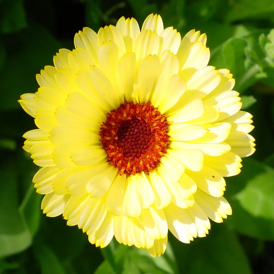 Calendula (Calendula Officinalis) — commonly known as pot marigold or Calendula officinalis; annual for full