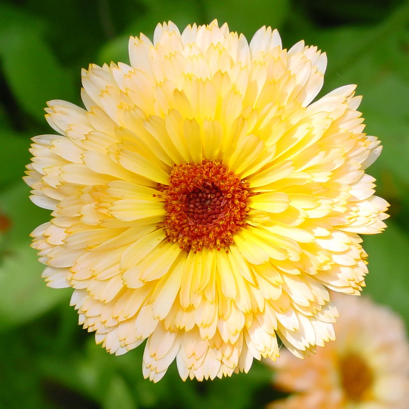 Calendula (Calendula Officinalis) — deadheading is recommended to encourage additional blooms; commonly known as pot marigold