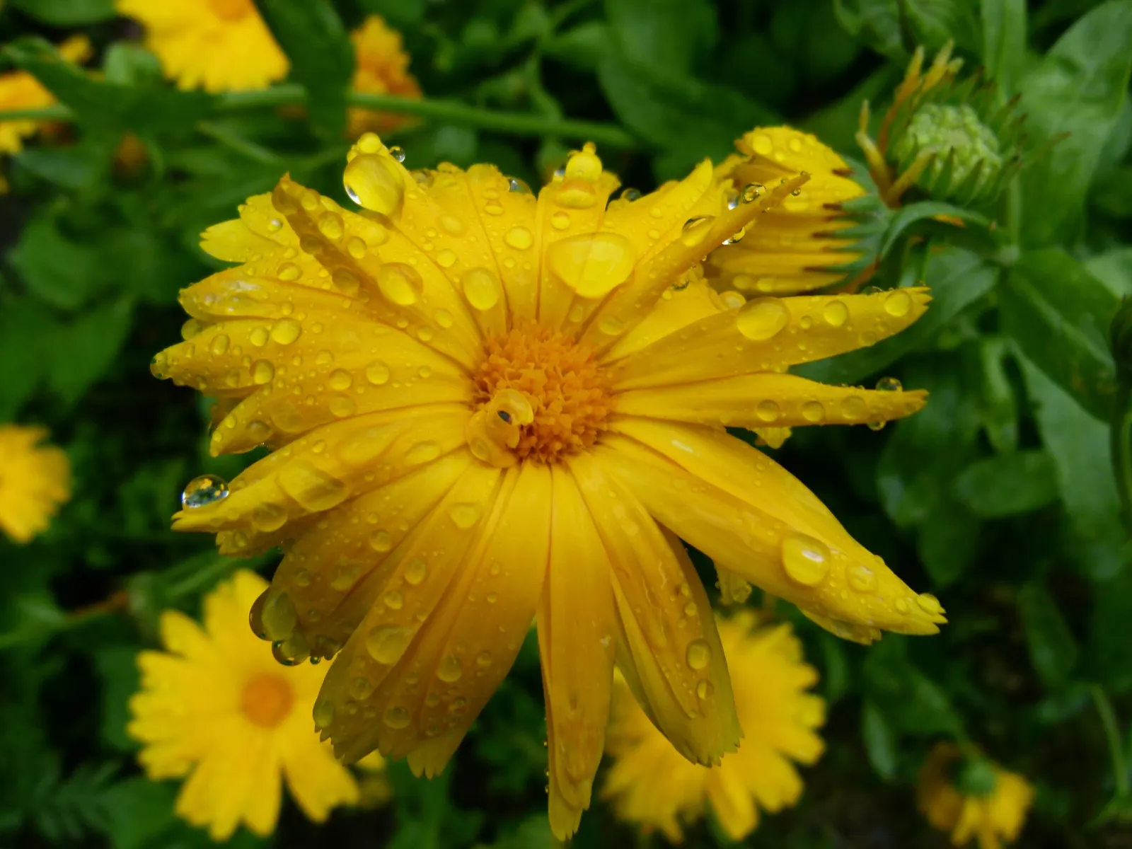 Calendula (Calendula Officinalis) — They reach a mature height of about 12 to 24 inches; which typically span 2 to 3 inches in diameter, image 75
