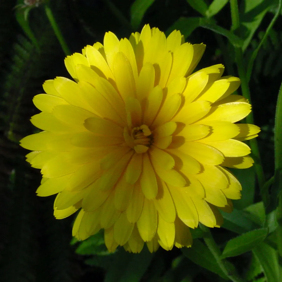 Calendula (Calendula Officinalis) — This plant prefers full sun to partial shade and well-drained soil; is an herbaceous perennial that thrives in USDA zones