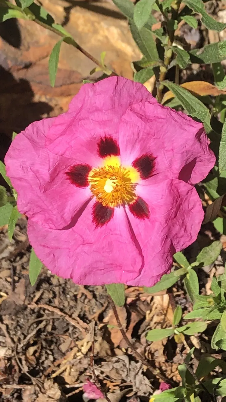 Purple Rockrose (Cistus X Purpureus) — Thriving in full sun, it reaches sizes of 4 feet in height and spans to about 5 feet wide