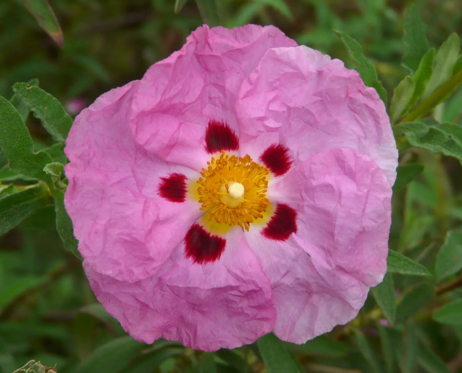 Purple Rockrose (Cistus X Purpureus) — highlighted by red spots at the base of each petal