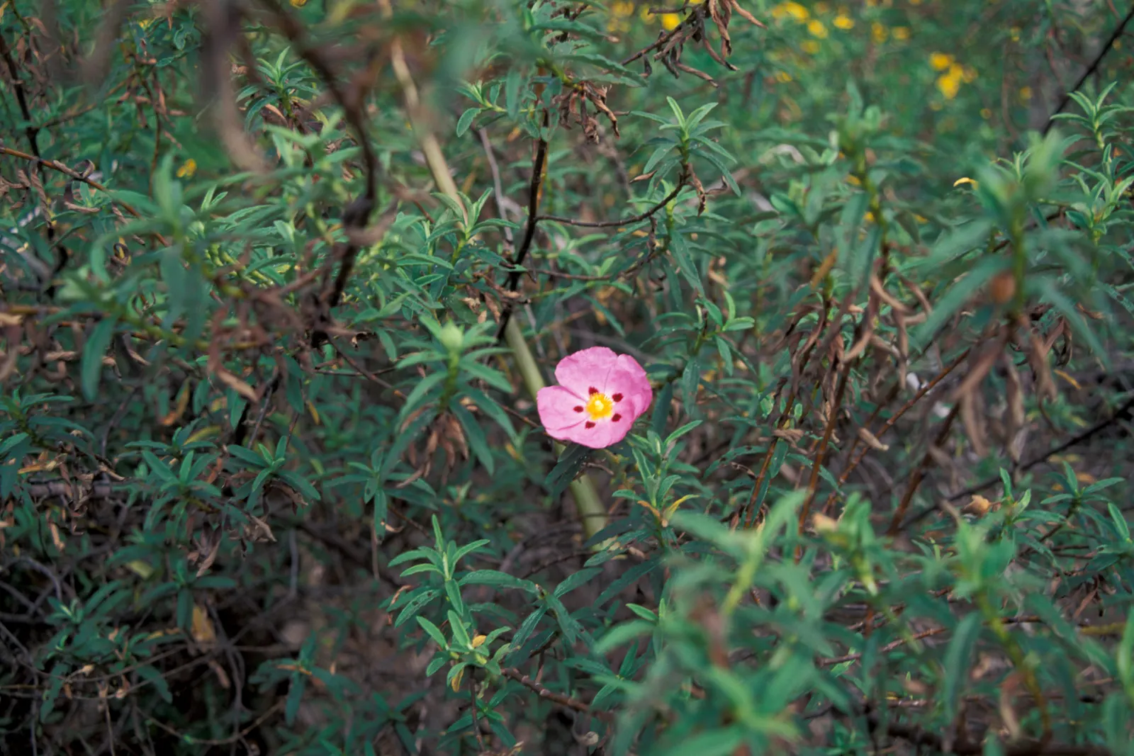 Purple Rockrose (Cistus X Purpureus) — including rocky substrates