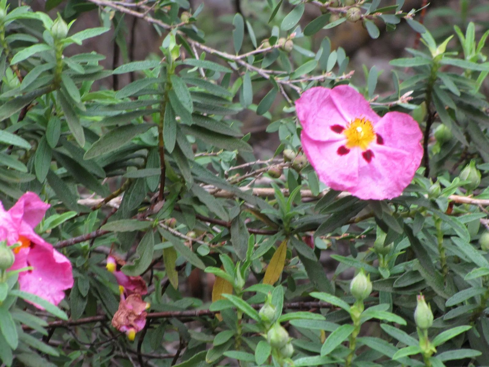 Purple Rockrose (Cistus X Purpureus) — The Purple Rockrose (Cistus x purpureus) is a vibrant evergreen shrub