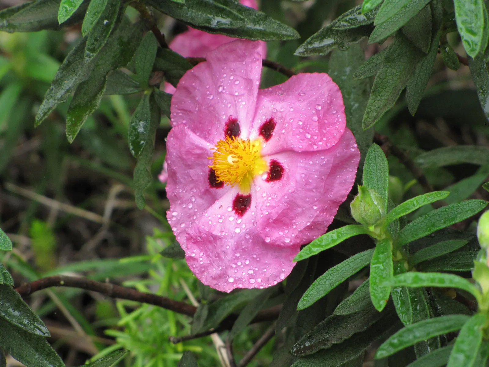 Purple Rockrose (Cistus X Purpureus) — The Purple Rockrose (Cistus x purpureus) is a striking