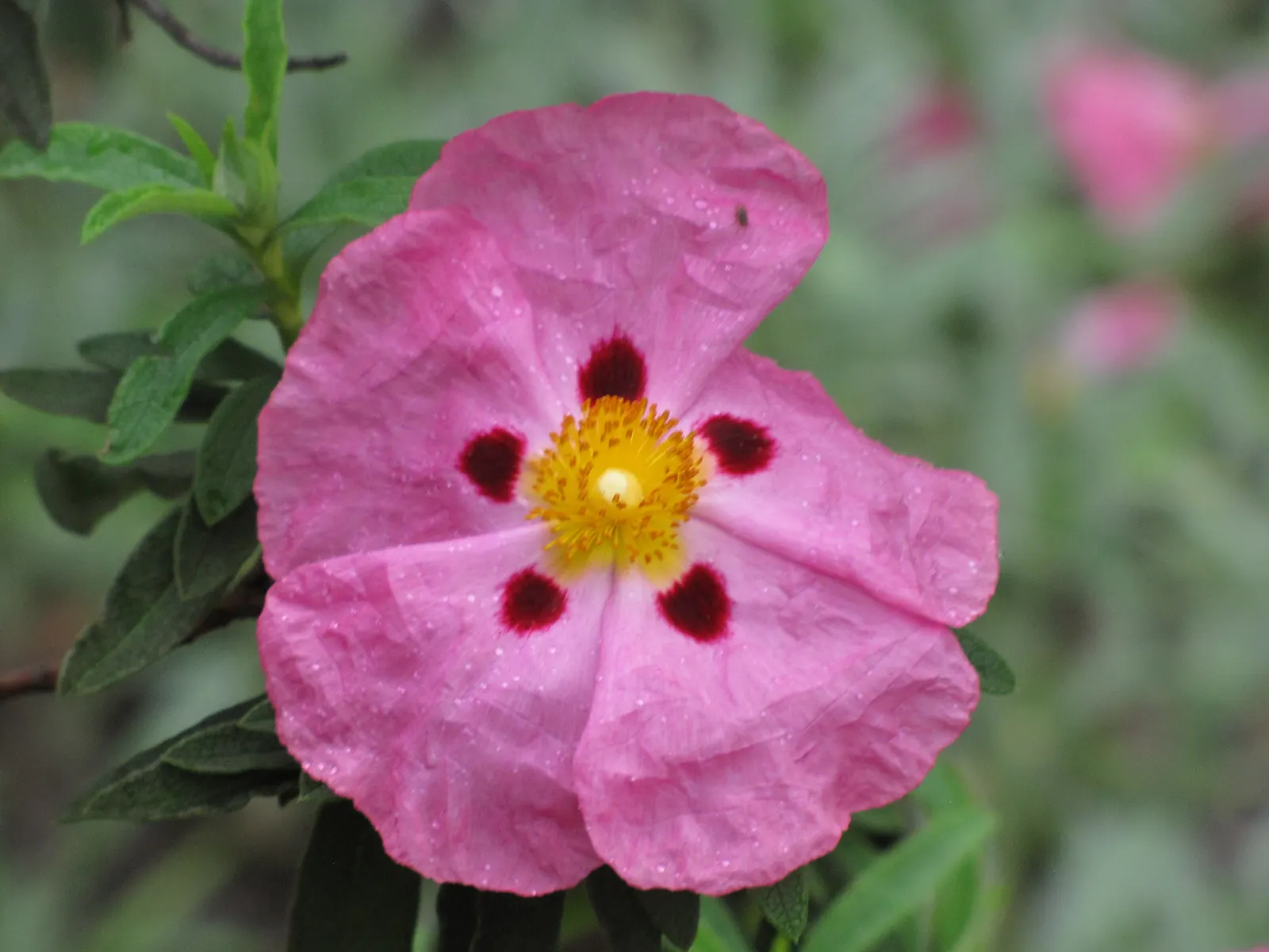 Purple Rockrose (Cistus X Purpureus) — Low maintenance and drought-tolerant, this plant performs well in well-drained soils