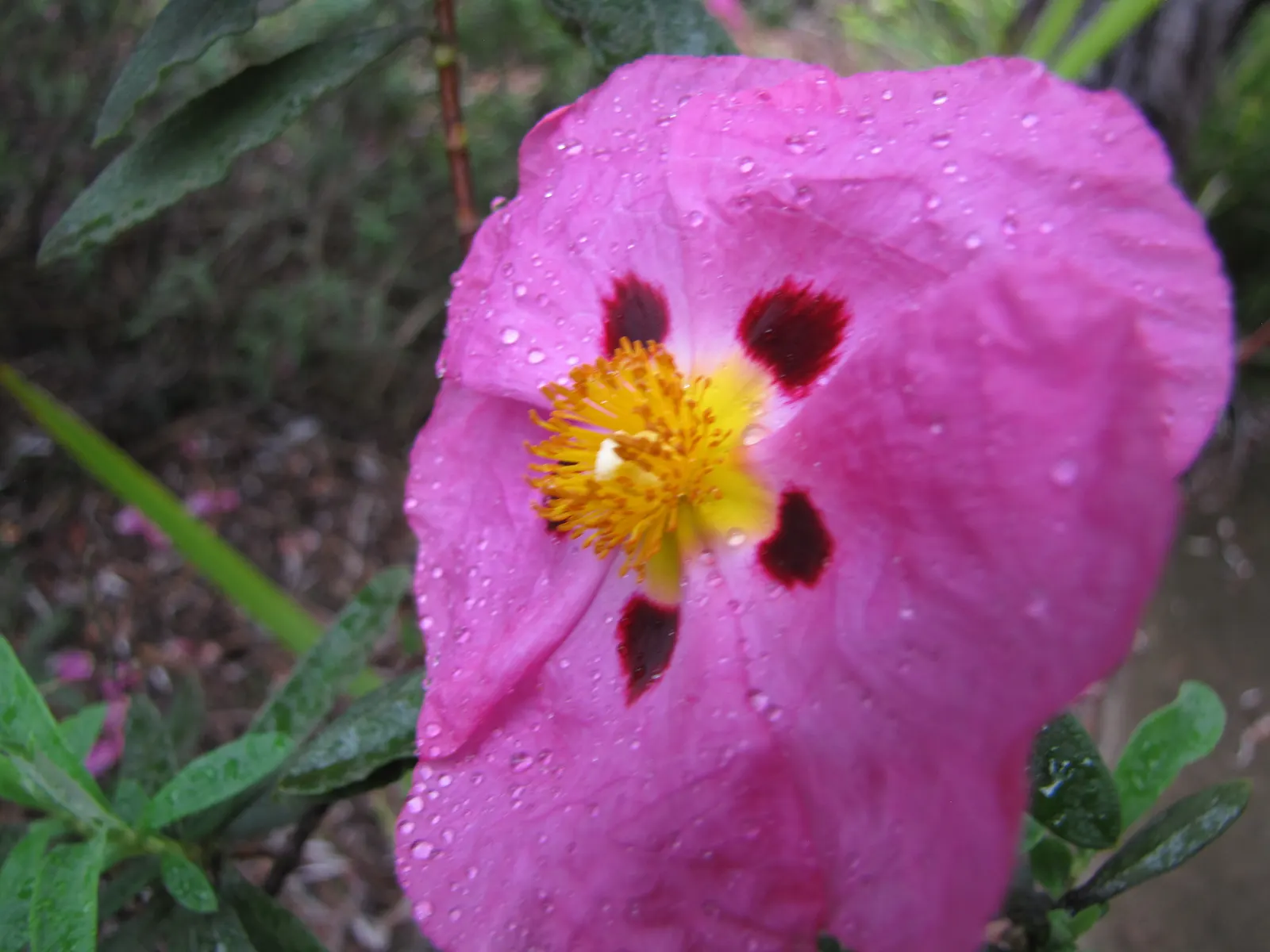 Purple Rockrose (Cistus X Purpureus) — Blooms appear in late spring to early summer