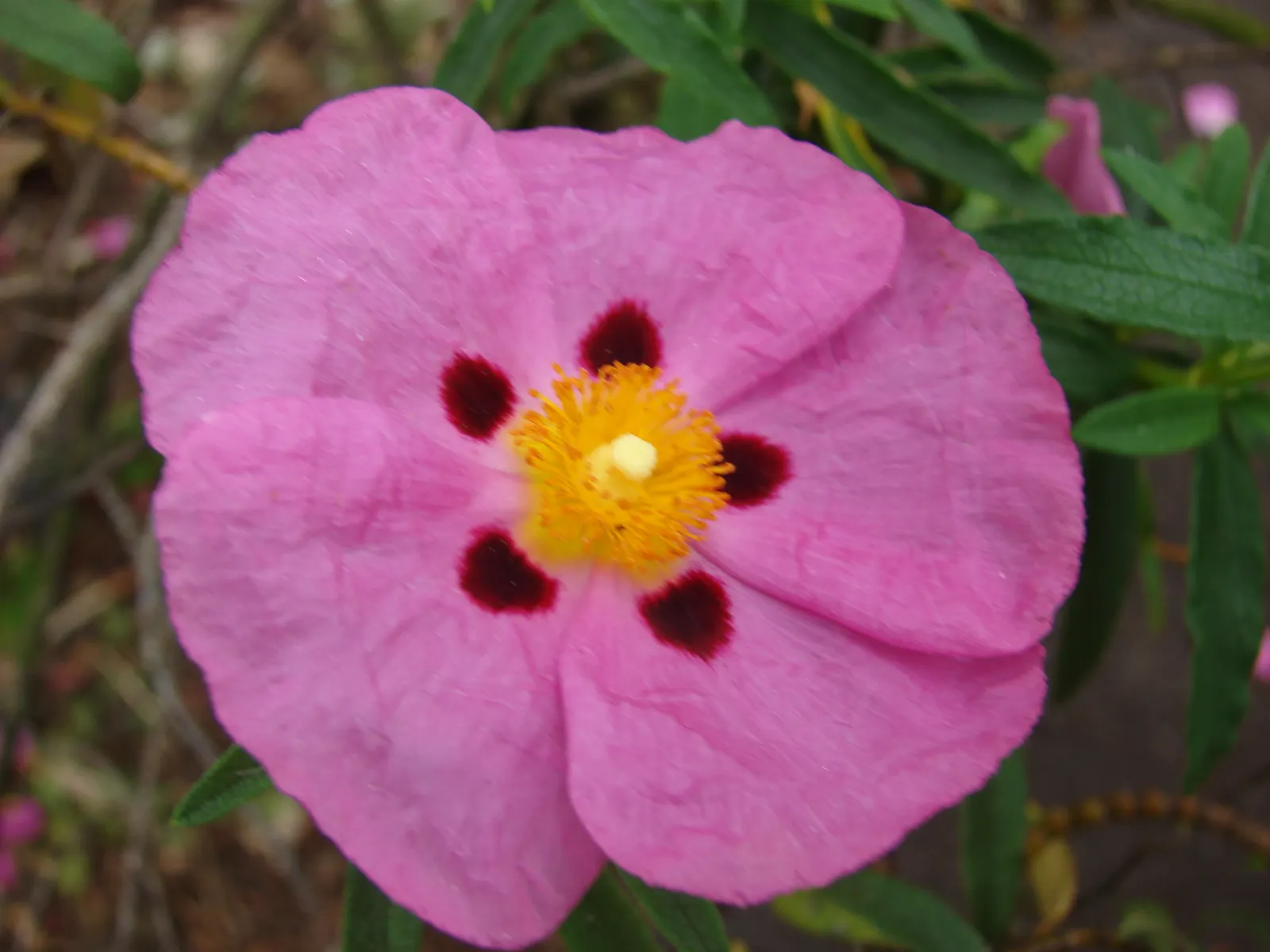 Purple Rockrose (Cistus X Purpureus) — Its flowering season extends from late spring into early summer