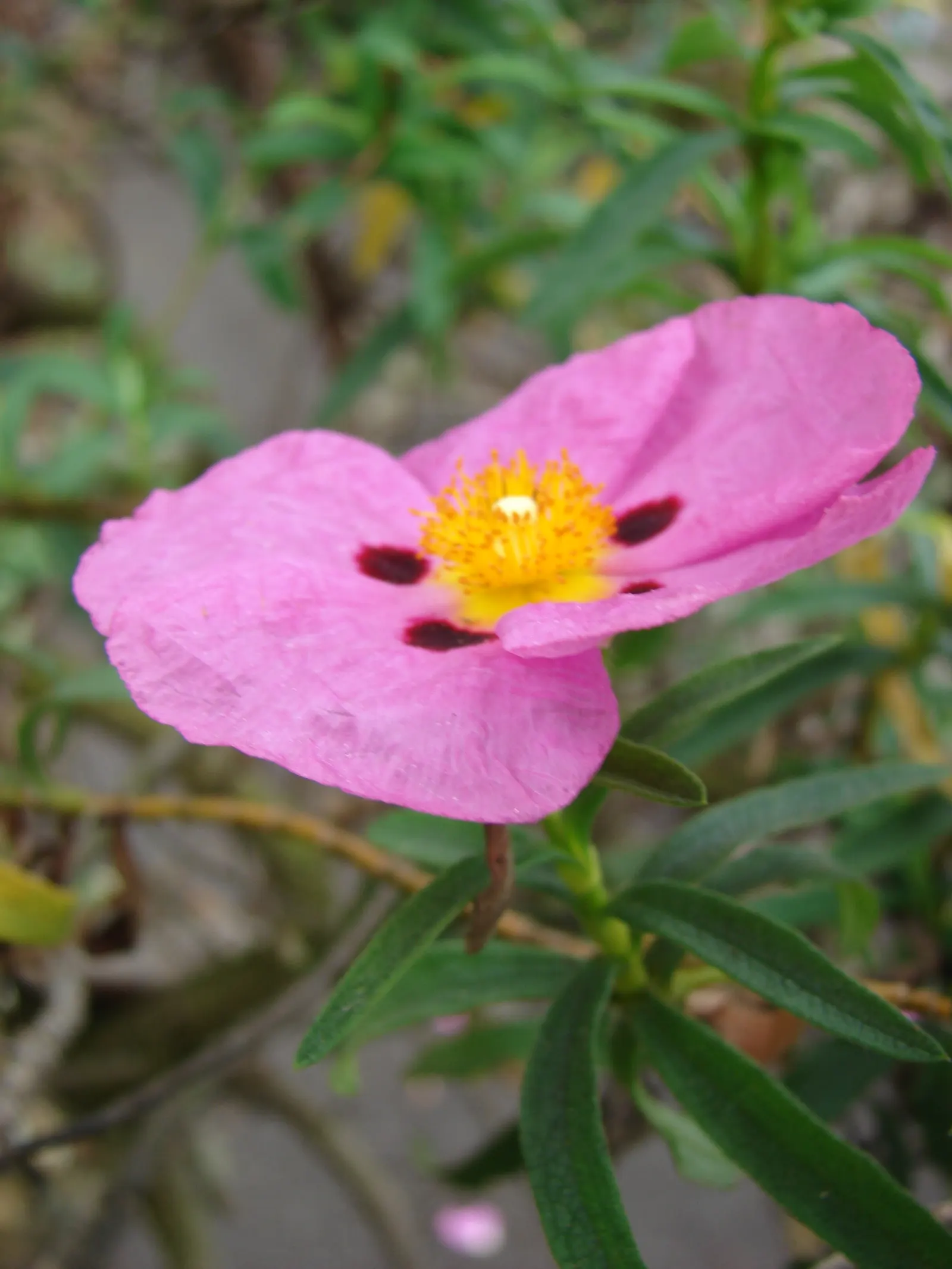 Purple Rockrose (Cistus X Purpureus) — making it ideal for sunny borders or as a specimen plant