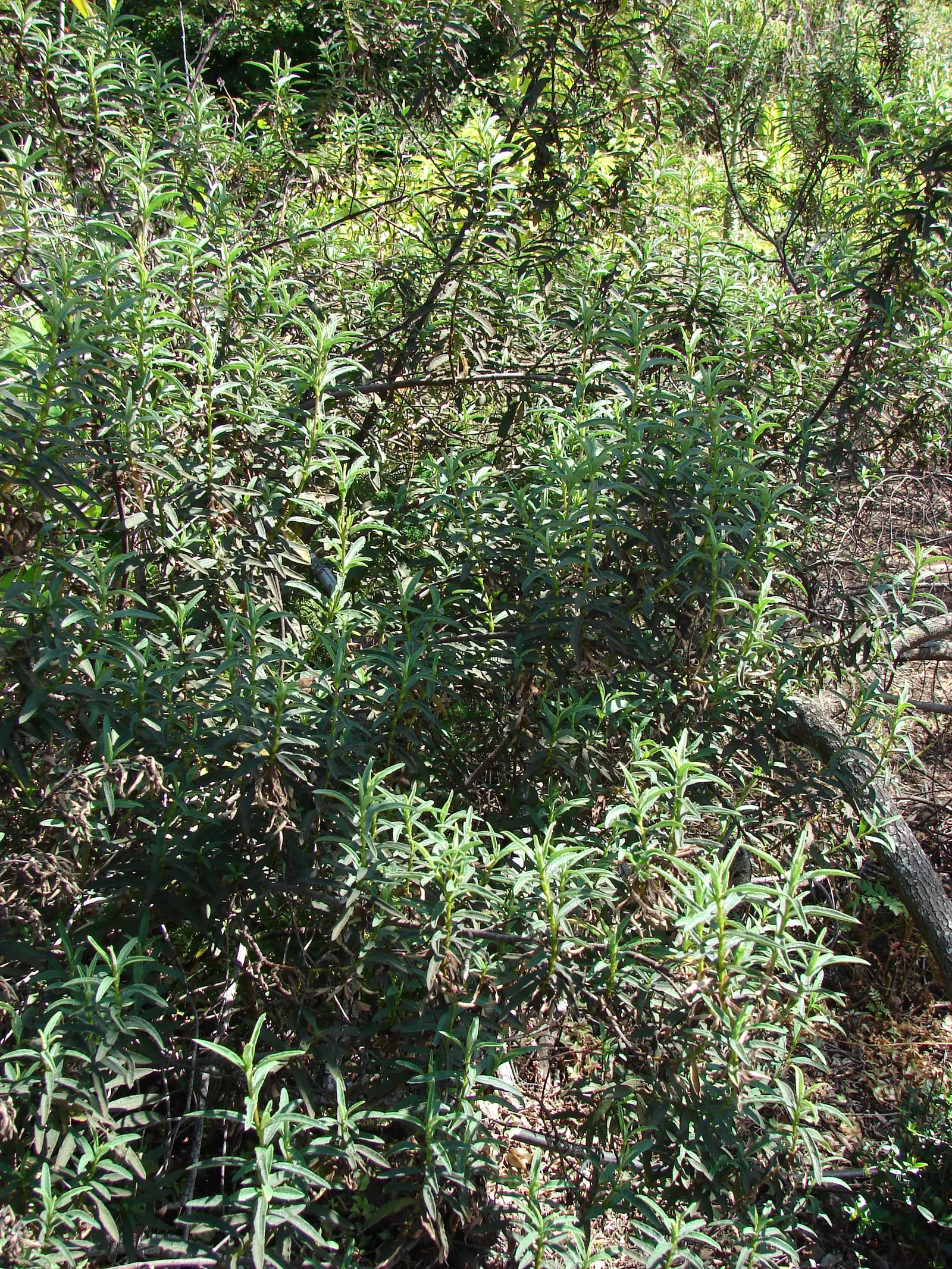 Purple Rockrose (Cistus X Purpureus) — Typically reaching a height of 3 to 4 feet and spreading out to a similar width