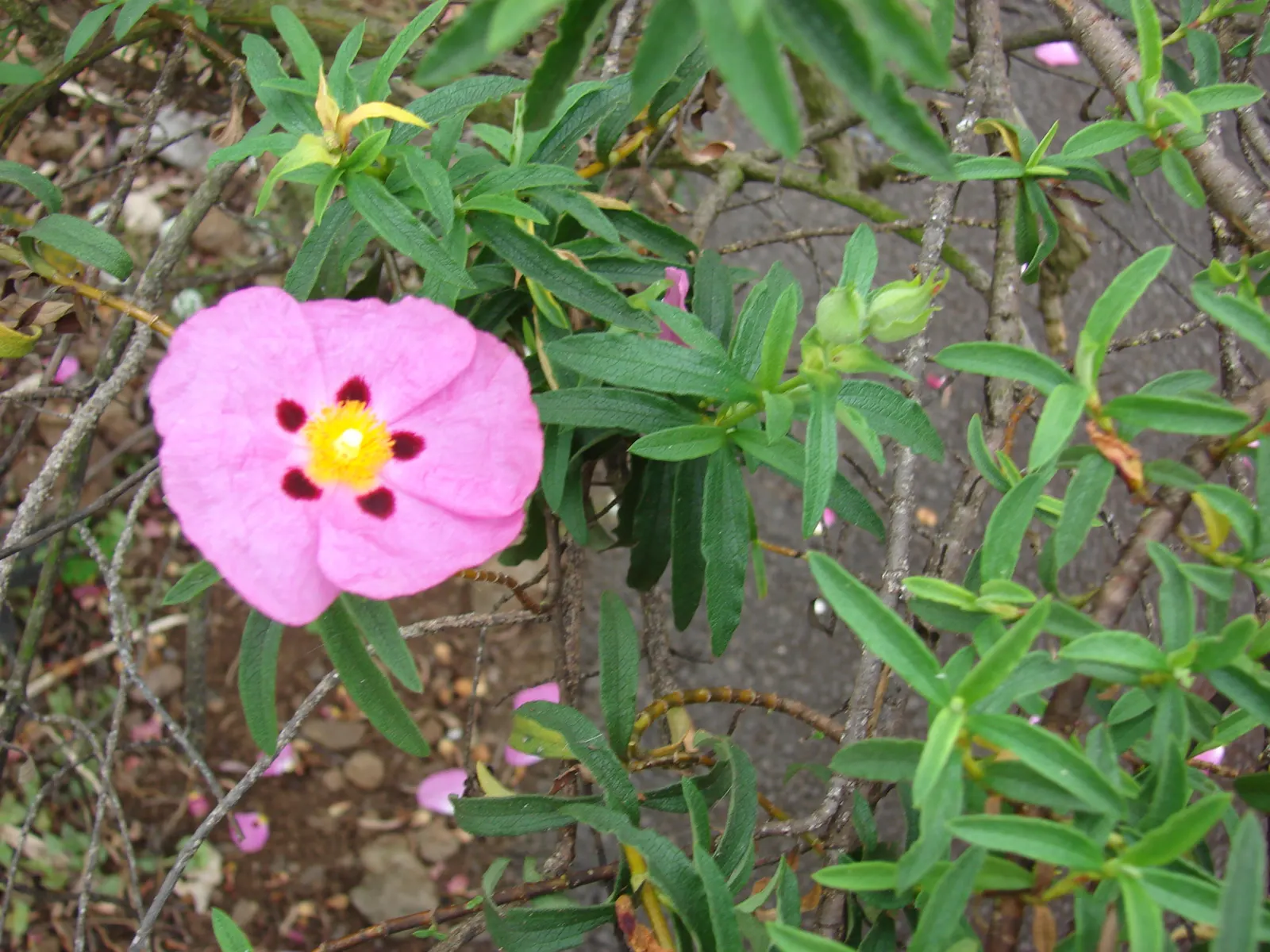 Purple Rockrose (Cistus X Purpureus) — is highly tolerant to drought