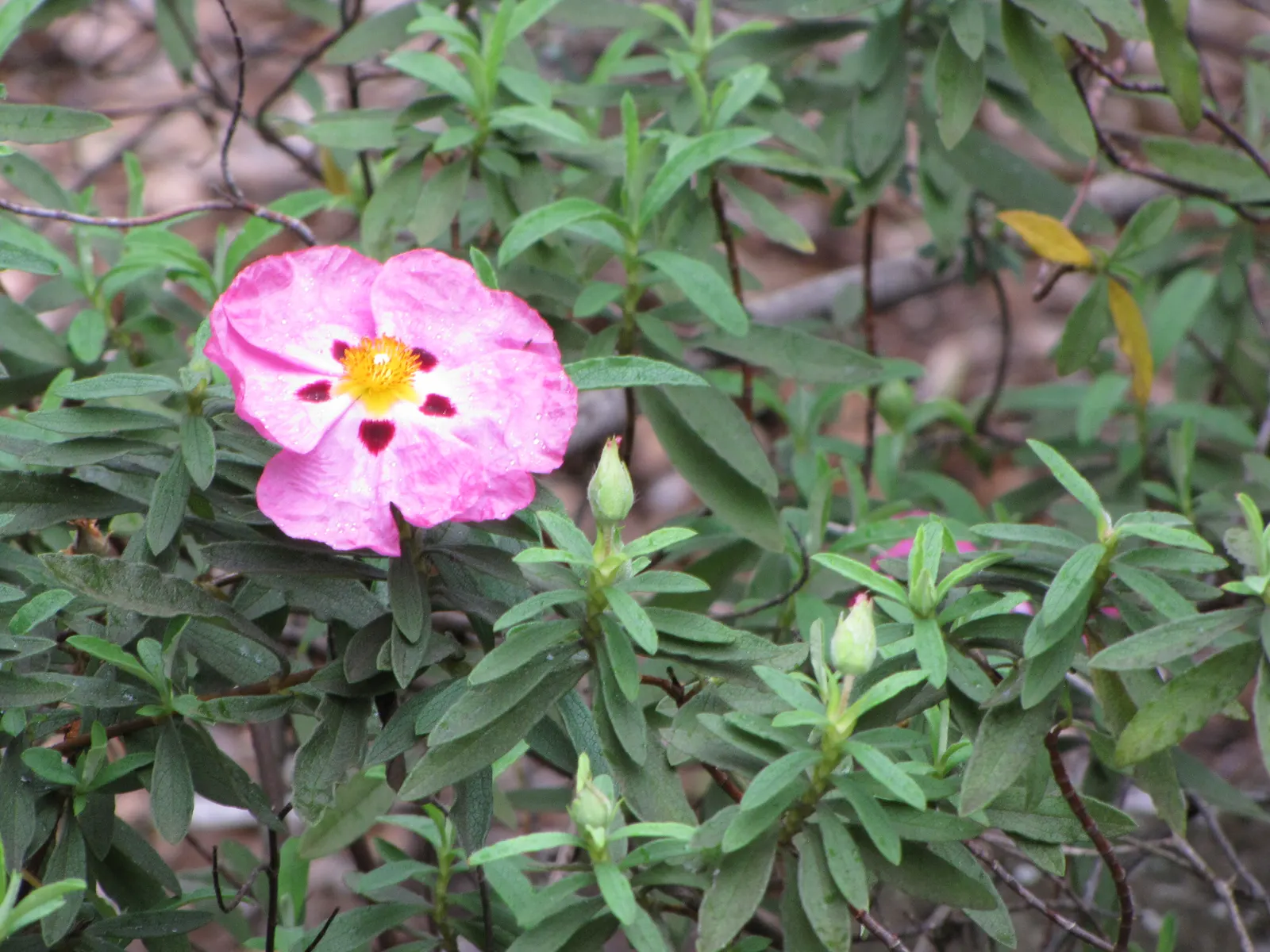 Purple Rockrose (Cistus X Purpureus) — Its dense, sage-green foliage offers a striking contrast, perfect for Mediterranean-style gardens