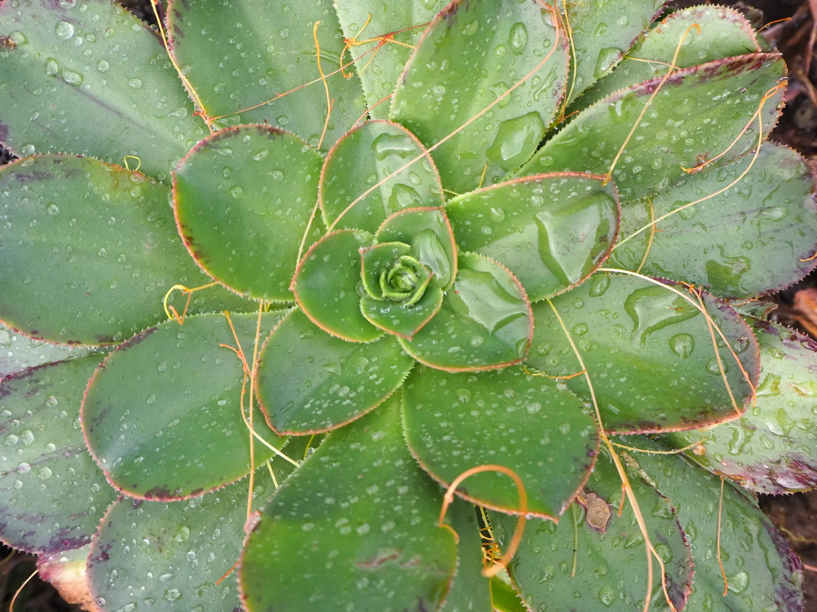 Parasol Aeonium (Aeonium Arboreum) — giving it a regal presence amongst other garden flora.<br><br>During the late winter to spring; its yellow blooms in late