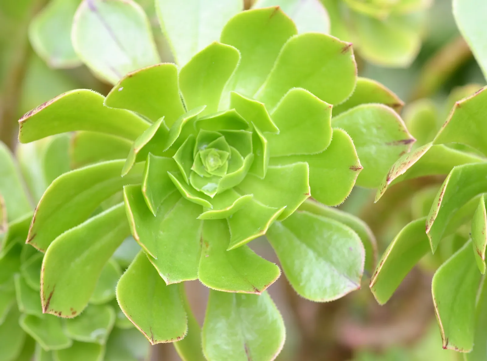 Parasol Aeonium (Aeonium Arboreum) — as its evergreen rosettes lend enduring structure and texture to their garden; occasionally tinged with bronze, image 78