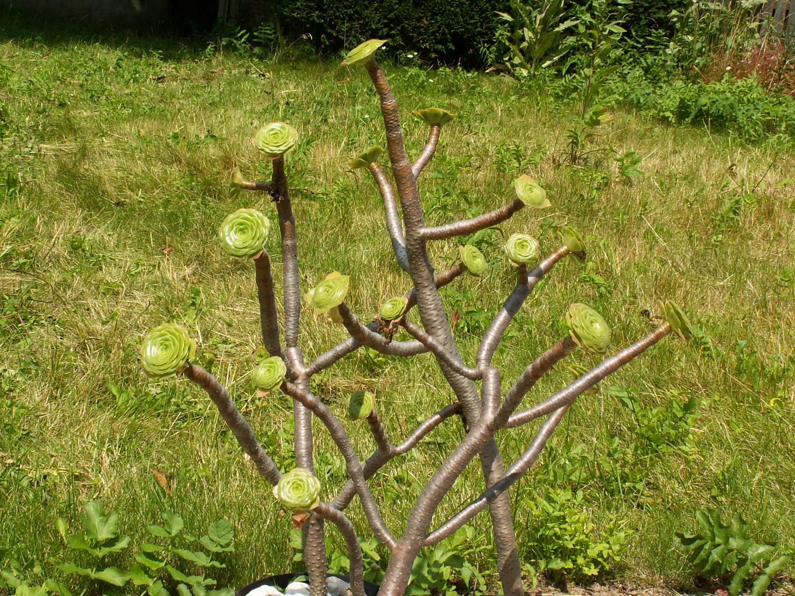 Parasol Aeonium (Aeonium Arboreum) — succulent with yellow blooms; the Parasol Aeonium prefers well-drained soil and thrives in full to partial, image 83