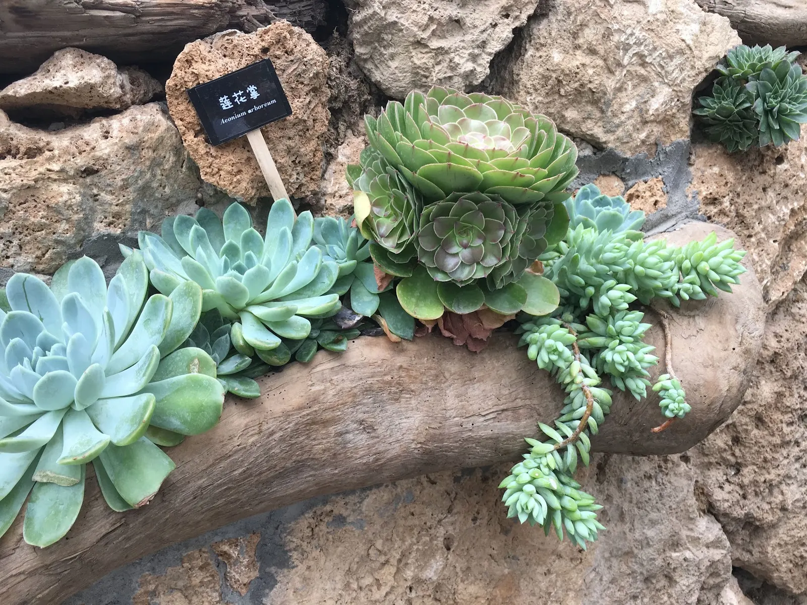 Parasol Aeonium (Aeonium Arboreum) — It prefers well-draining soil and can tolerate drought, requiring minimal care